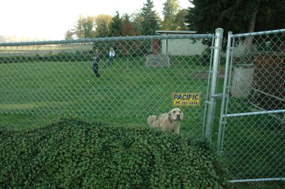 Raised   Platform on And The Happiness Of Your Dog Are Our Primary Goals